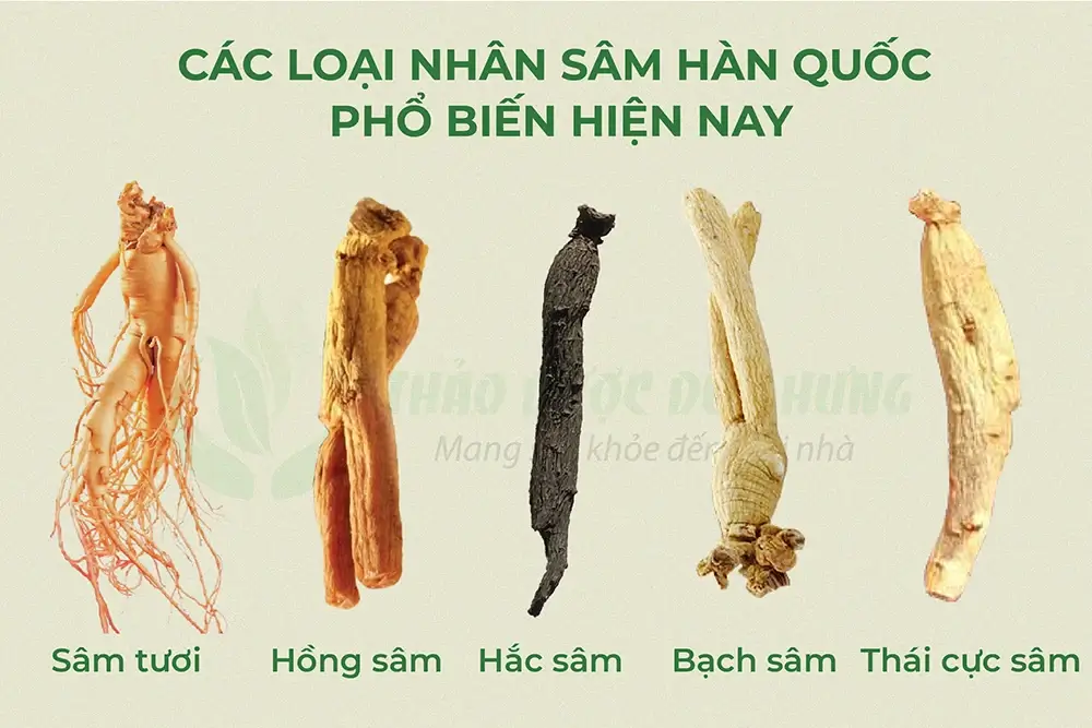 cac-loai-nhan-sam-han-quoc-hien-nay