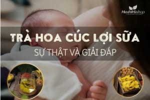 tra-hoa-cuc-loi-sua-khong-blog