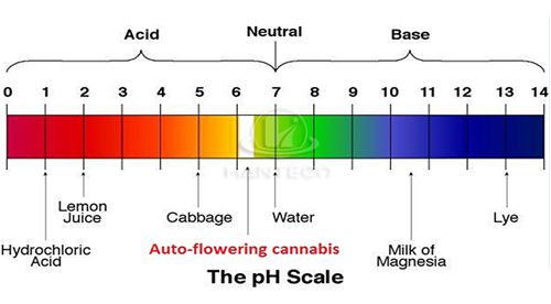thang-do-pH-thay-doi-mau-cua-hoa-dau-biec